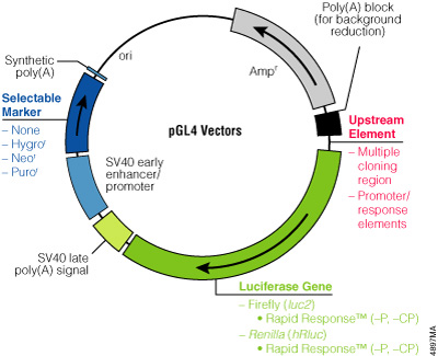 The family of pGL4 Luciferase Reporter Vectors incorporates a variety of additional features, such as a choice of luciferase genes, Rapid Response™ versions, a variety of mammalian selectable markers, and vectors with or without promoters and response elements.