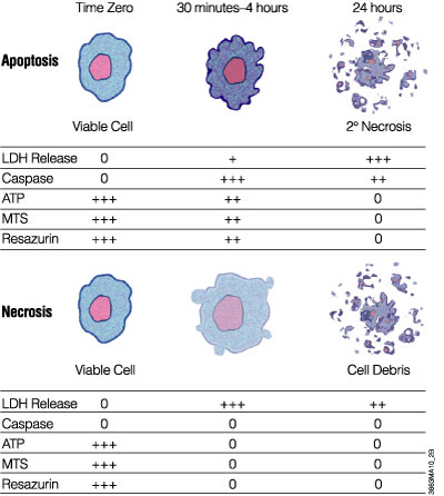 Mechanisms of cell death can be determined by measuring different markers of cell viability and apoptosis in vitro.
