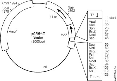 pGEM®-T Vector circle map.
