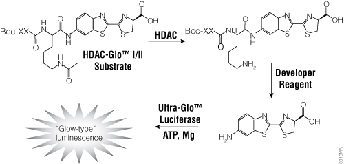 The single-reagent-addition HDAC-Glo™ I/II Assay.
