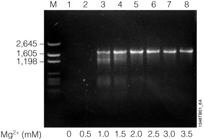 Effects of magnesium concentration on amplification.