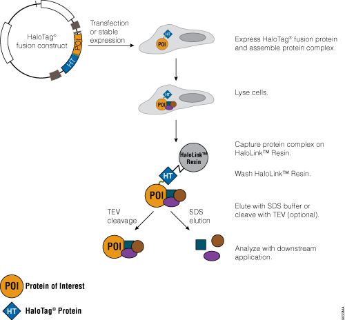 Schematic of the HaloTag® Mammalian Pull-Down System protocol.