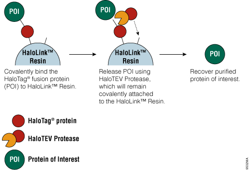 Schematic diagram of protein purification using HaloTag® Technology.