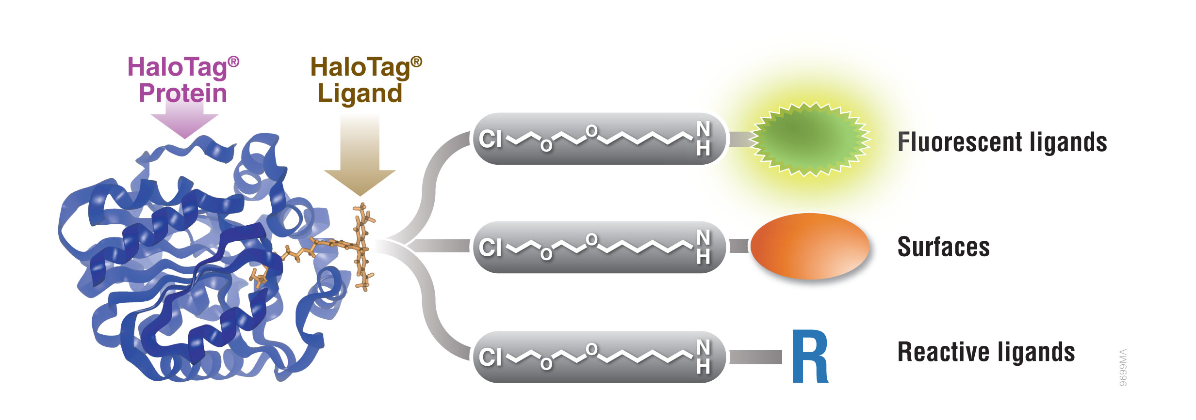 Interchangeable functionality of the HaloTag® Protein Tag.
