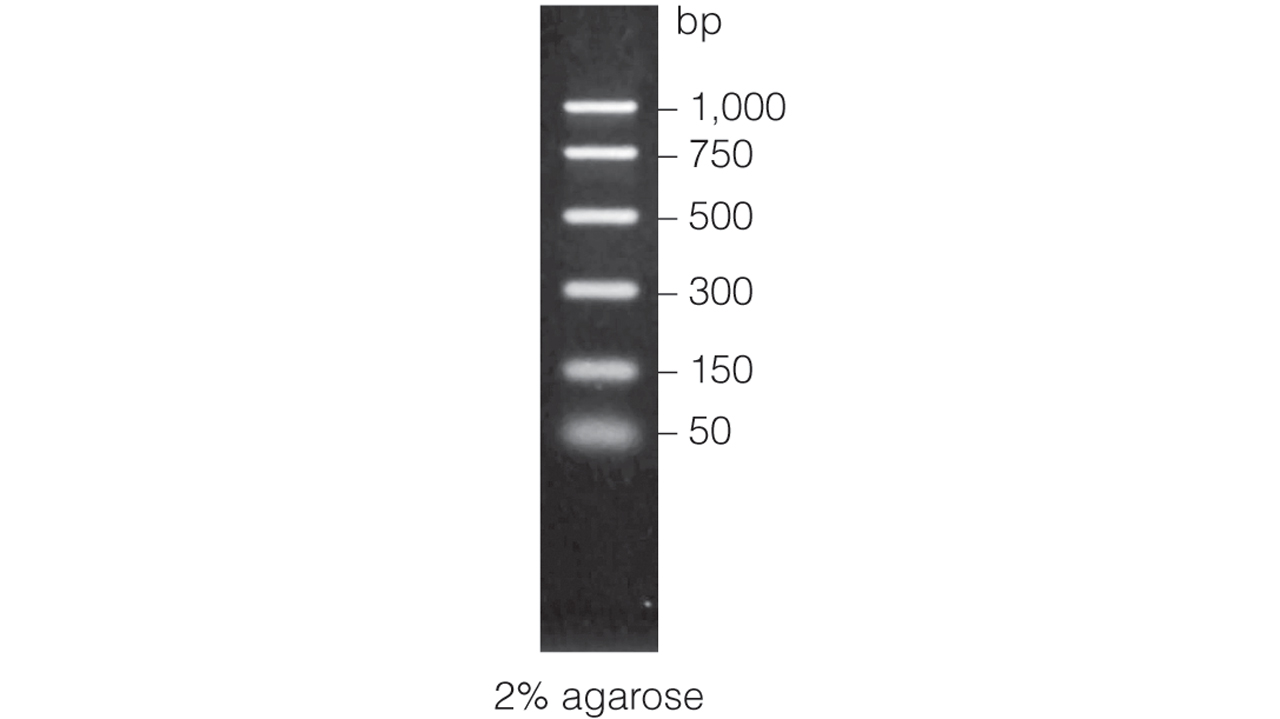 PCR Markers.