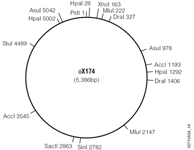 PhiX174, RF DNA.