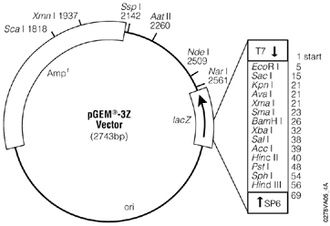 pGEM-3Z Vector.