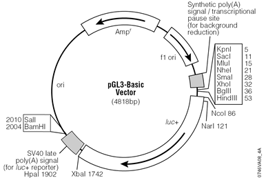 pGL3-Basic Vector.