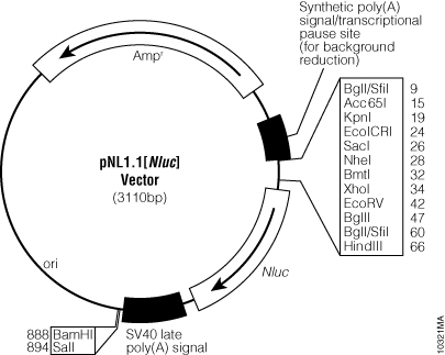 pNL1.1[Nluc] Vector.