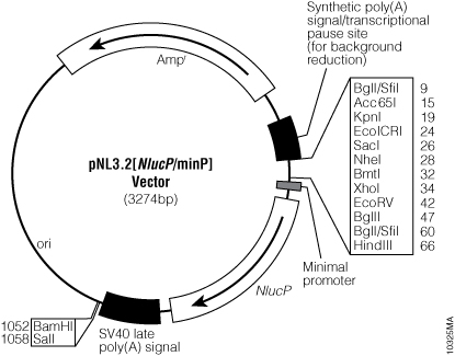 pNL3.2[NlucP/minP] Vector.