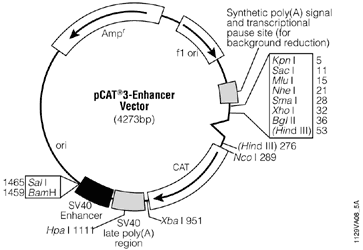pCAT3-Enhancer Vector.