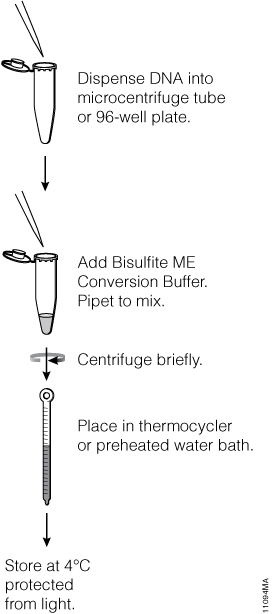 Schematic diagram of the MethylEdge™ Bisulfite Conversion System protocol.