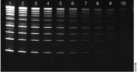 Diamond™ Gel Nucleic Acid staining of DNA separated on a 4–20% polyacrylamide gel.