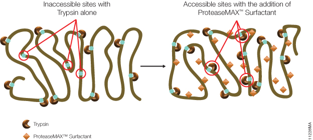Schematic illustrating the enhanced digestion of proteins when using ProteaseMAX™ Surfactant.