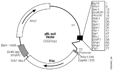pRL-null Vector.