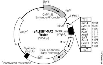 pALTER-MAX Vector.