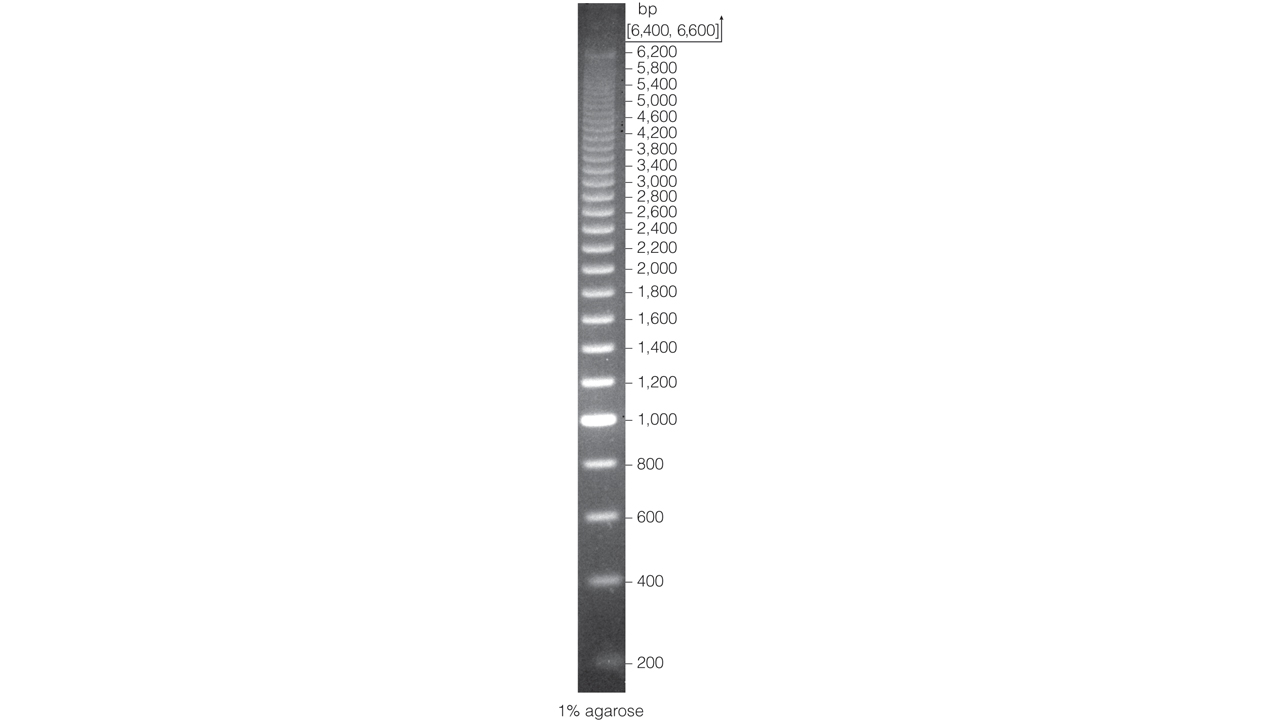 200bp DNA Step Ladder.