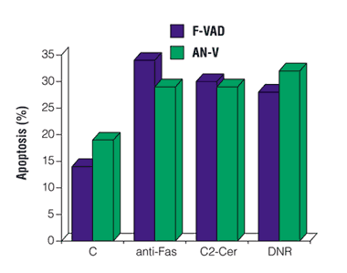 Comparison of three apoptosis inducers on  FITC-annexin V- and CaspACE FITC-VAD-FMK-labeling of U937 cells.
