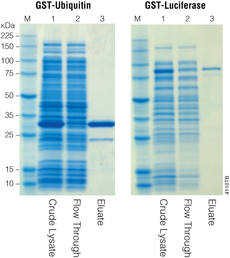 Purification of GST-ubiquitin and GST-luciferase.