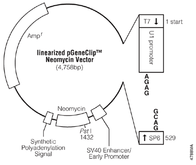 Linearized pGeneClip Neomycin Vector.