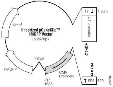 Linearized pGeneClip hMGFP Vector.