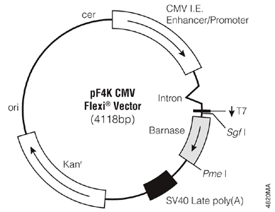 pF4K CMV Flexi Vector.