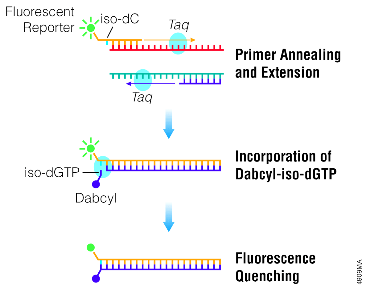 Quenching of the fluorescent signal by the quencher dabcyl during PCR product accumulation.