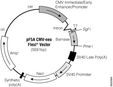 pF5A CMV-neo Flexi Vector.