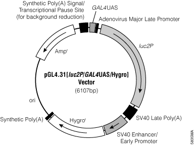 pGL4.31[luc2P/GAL4UAS/Hygro] Vector.