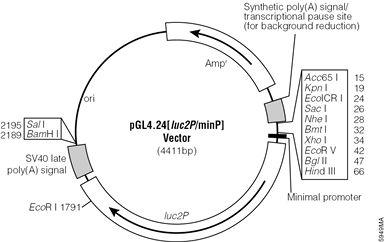 pGL4.24[luc2P/minP] Vector.