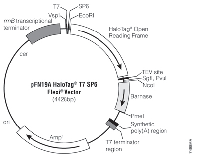 pFN19A HaloTag T7 SP6 Flexi Vector 7498MA