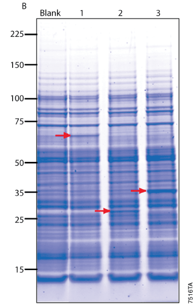 Protein synthesis in TNT High-Yield Wheat Germ Protein Expression System.