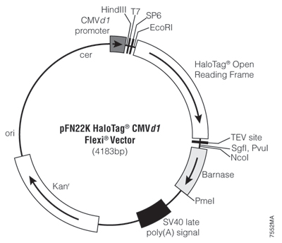 pFN22K HaloTag CMVd1 Flexi Vector 7552MA
