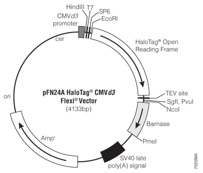 pFN24A HaloTag CMVd3 Flexi Vector 7555MA