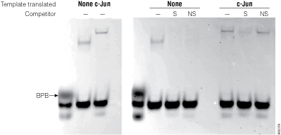 Gel shift assay with c-Jun expressed in the TNT T7 Quick Coupled Transcription/Translation System.