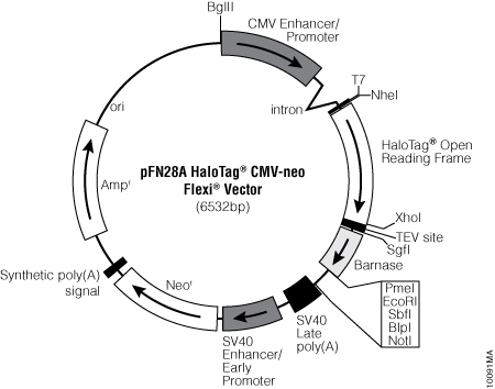 pFN28A HaloTag® CMV-neo Flexi® Vector