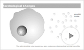 Apoptosis Overview Animation Thumbnail