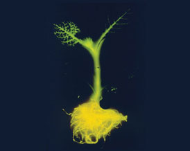 biolumreporters