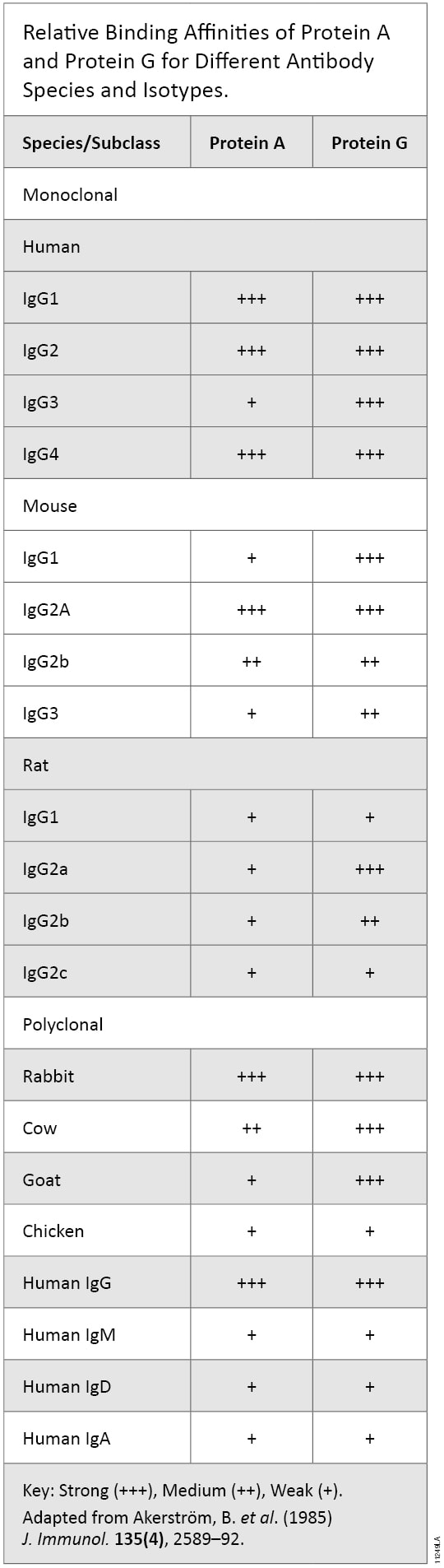 Relative binding affinities of Protein A and Protein G for different antibody species and isotypes.