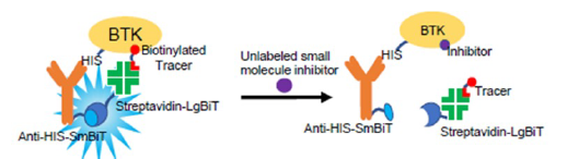 Protein–Small Molecule Binding Assays 