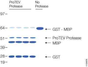 Cleavage of 20µg of GST-MBP fusion protein with ProTEV protease after 60 minutes at 30°C.