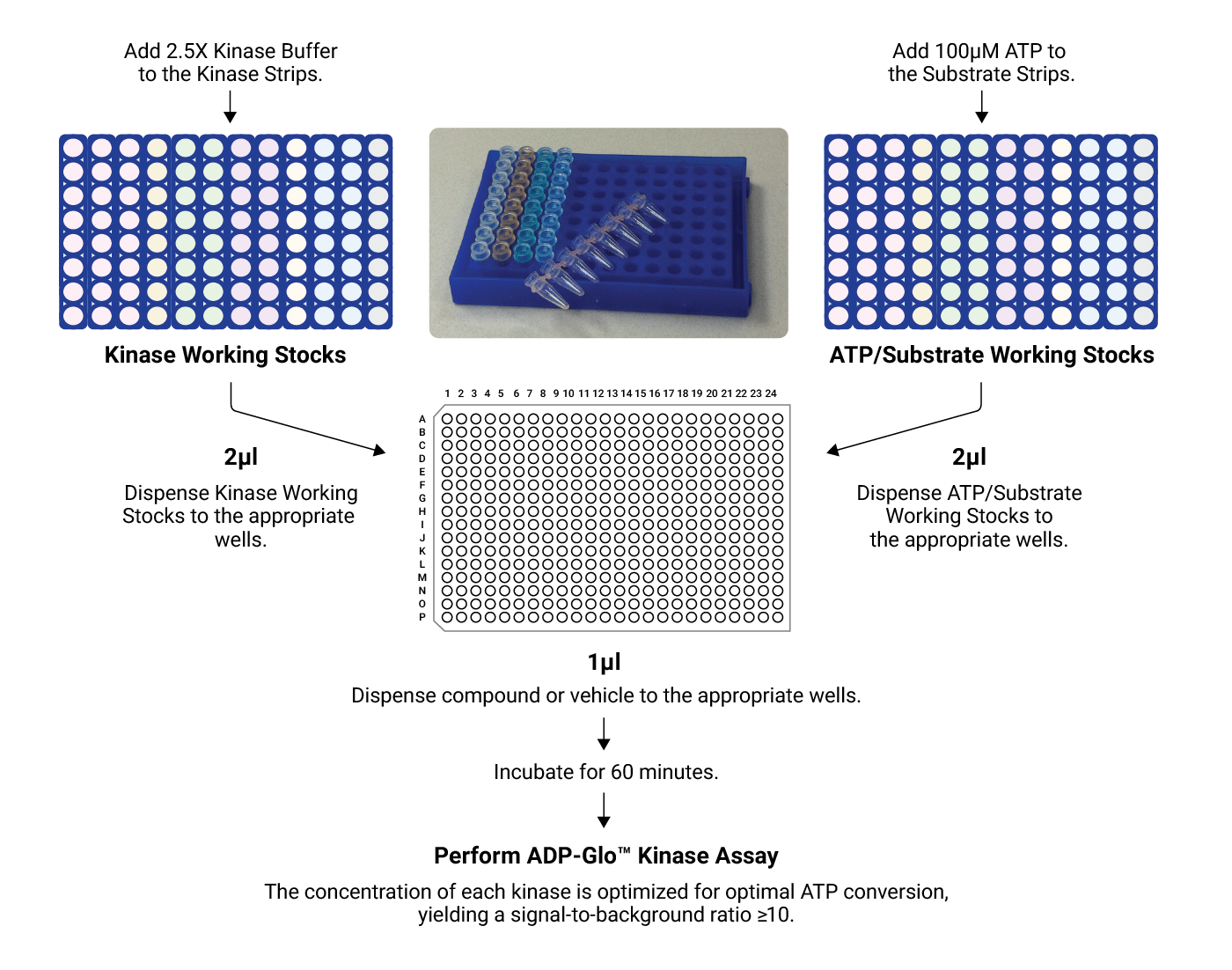 Kinase profiling method overview 12059ma-w