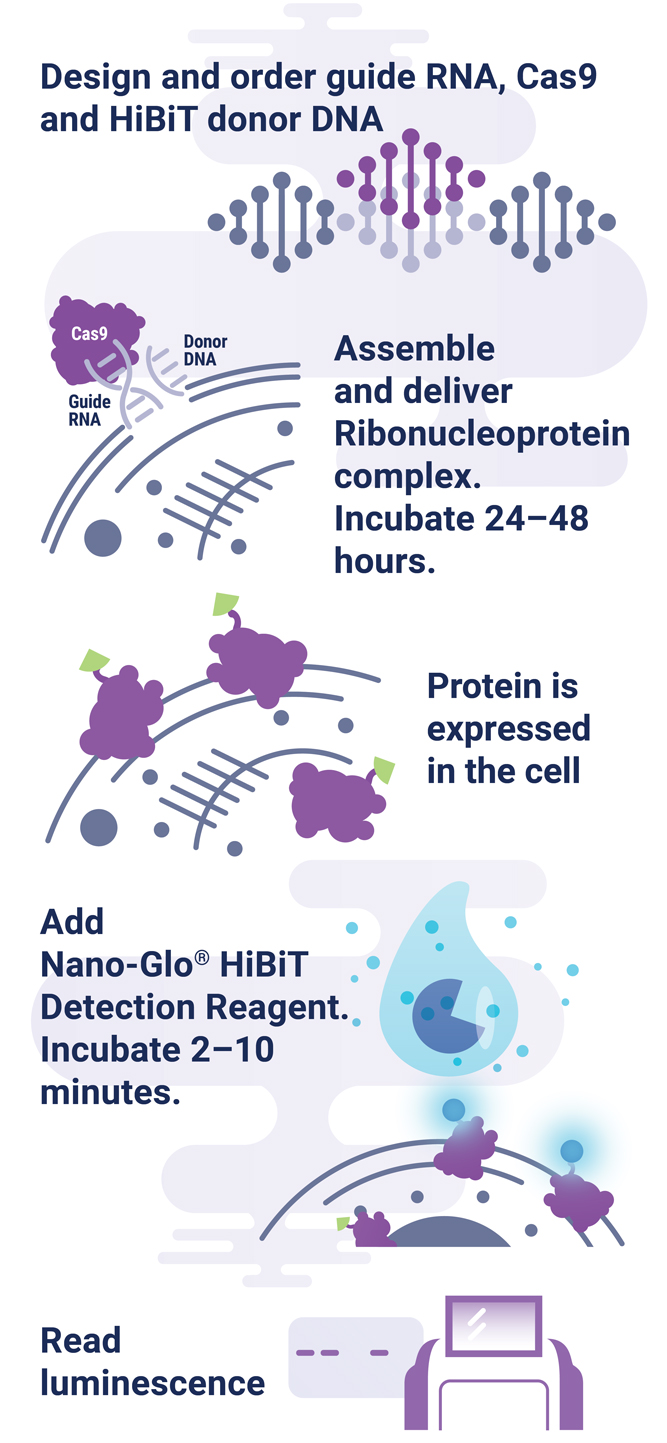 Flow diagram that illustrates the protocol for tagging endogenous protein with HiBiT.
