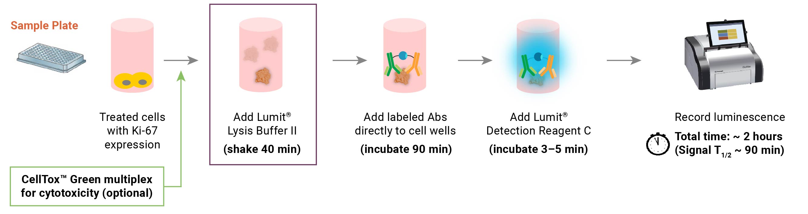 Illustration of the Lumit® hKi-67 Immunoassay protocol.