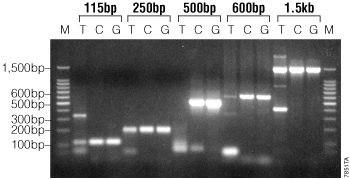 Comparison of amplification reactions using standard Taq DNA polymerase and GoTaq Hot Start Green or Colorless Master Mix.