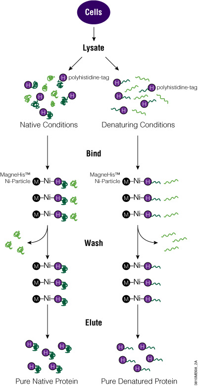 protein purification His-tag method